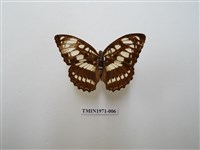 藏品(玄珠帶蛺蝶)的圖片